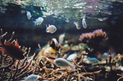 aquarium-3