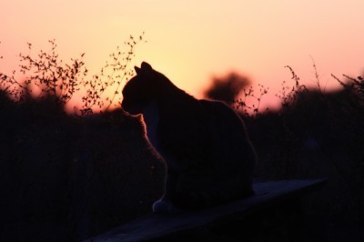 Eine Silhouette einer Katze Katze Katze Silhouette
