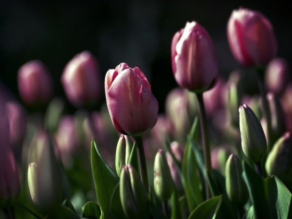 Nature_Flowers_Field_of_tulips_023778_29