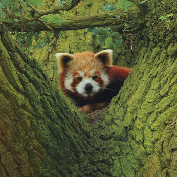 red-panda