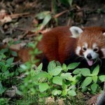 В столице США несколько часов проводились поиски убежавшей красной панды