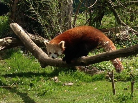 красная-панда