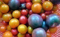 Фиолетовые помидоры скоро заменят обычные