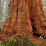 Самое большое дерево планеты Самое большое дерево планеты