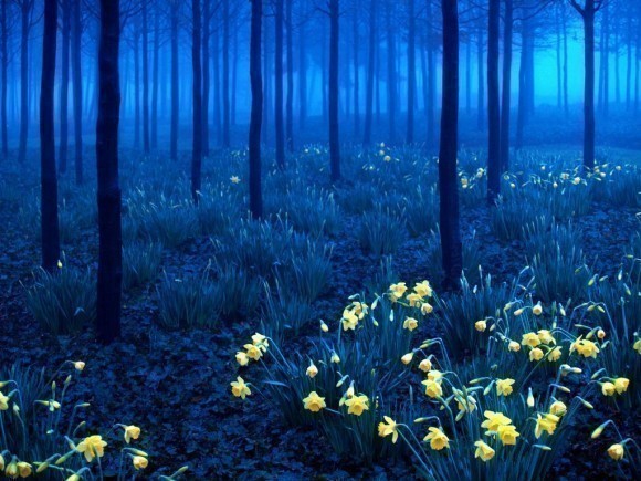 Black-Forest-Germany