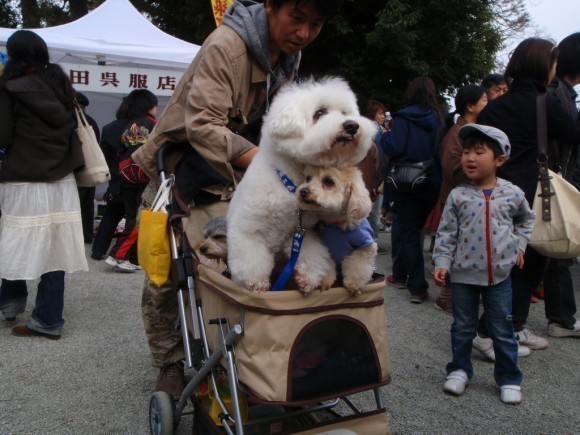 dogs-japan