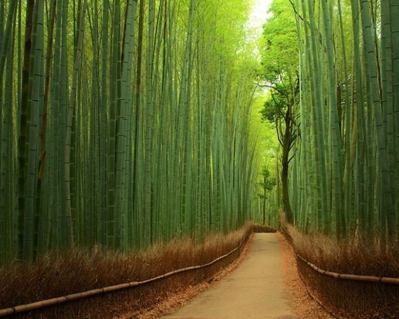 forest-bamboo