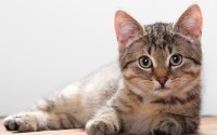 Причины аллергии у кошек и борьба с ней