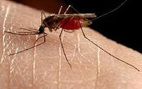 Все про отпугиватели комаров и особенности их работы