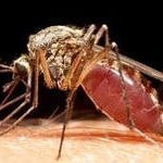 В чем заключаются основные преимущества электронных средств от комаров?