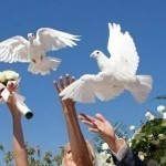 Свадебный голубь – признак верности!