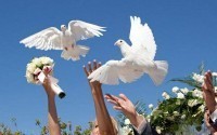 Свадебный голубь – признак верности!