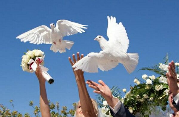 свадебные голуби