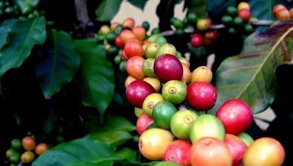 кофе растущее на Ямайке