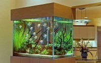 Какой аквариум выбрать?