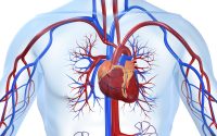 Как предупредить болезни сердца?