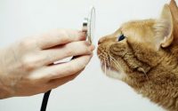С какого возраста вести котенка к ветеринару?