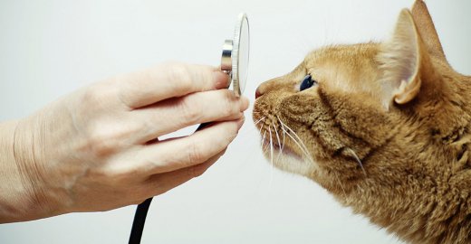 С какого возраста вести котенка к ветеринару?