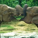 Отдых на Шри-Ланке Отдых на Шри-Ланке