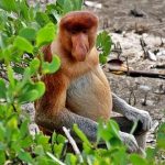 Путешествие к диким племенам Борнео Путешествие к диким племенам Борнео