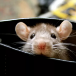 Как избавиться от крыс надолго?