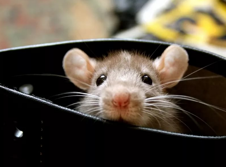 Как избавиться от крыс надолго?