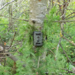 Фотоловушки