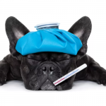 Глисты у собаки