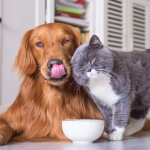 Выбираем корм для своего питомца: совершаем покупки в проверенном зоомагазине Выбираем корм для своего питомца