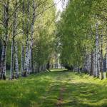 Окружающий мир - важный предмет 3 класса Окружающий мир - важный предмет 3 класса