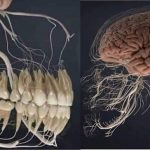 Лекарства от зубной боли причины боли зубов