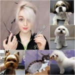 Курсы груминга в Киеве – очередная ловушка или путь к успеху?