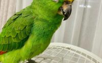 ТОП-10 лучших сайтов для поиска и продажи домашнего попугая в России