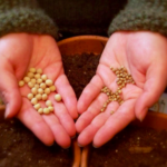 Правильный выбор семян