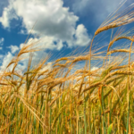 Преимущества компании Ukravit Science Рark