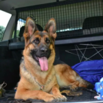 Зоотакси — современный транспорт для безопасной перевозки животных