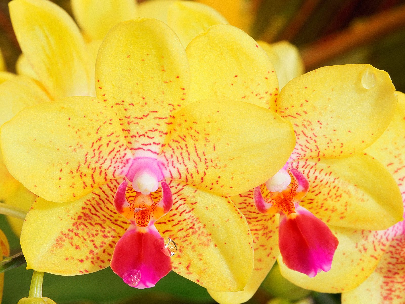 природа цветы желтая орхидея nature flowers yellow Orchid бесплатно