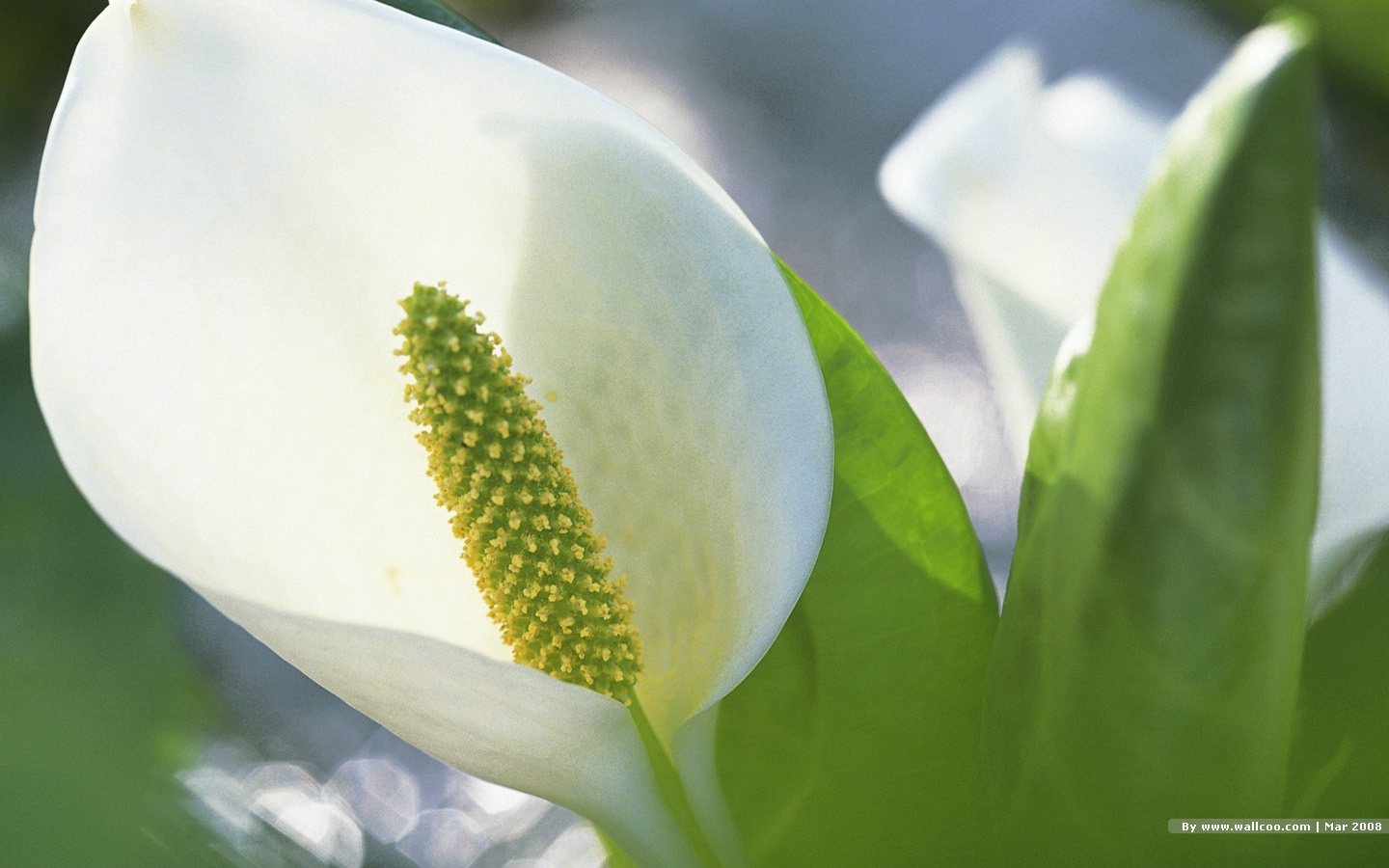 Спатифиллум калла. Калла и спатифиллум различия. Спатифиллум. Спатифиллум уоллиса вариегатный. Цветение спатифиллума.