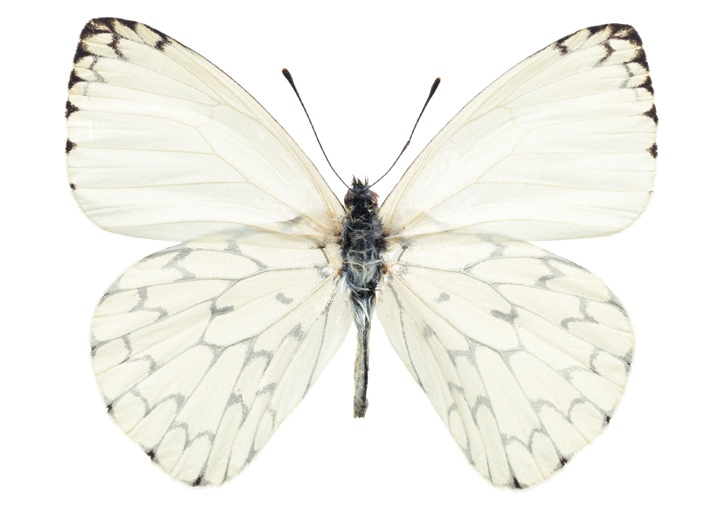 Qué significa una mariposa blanca