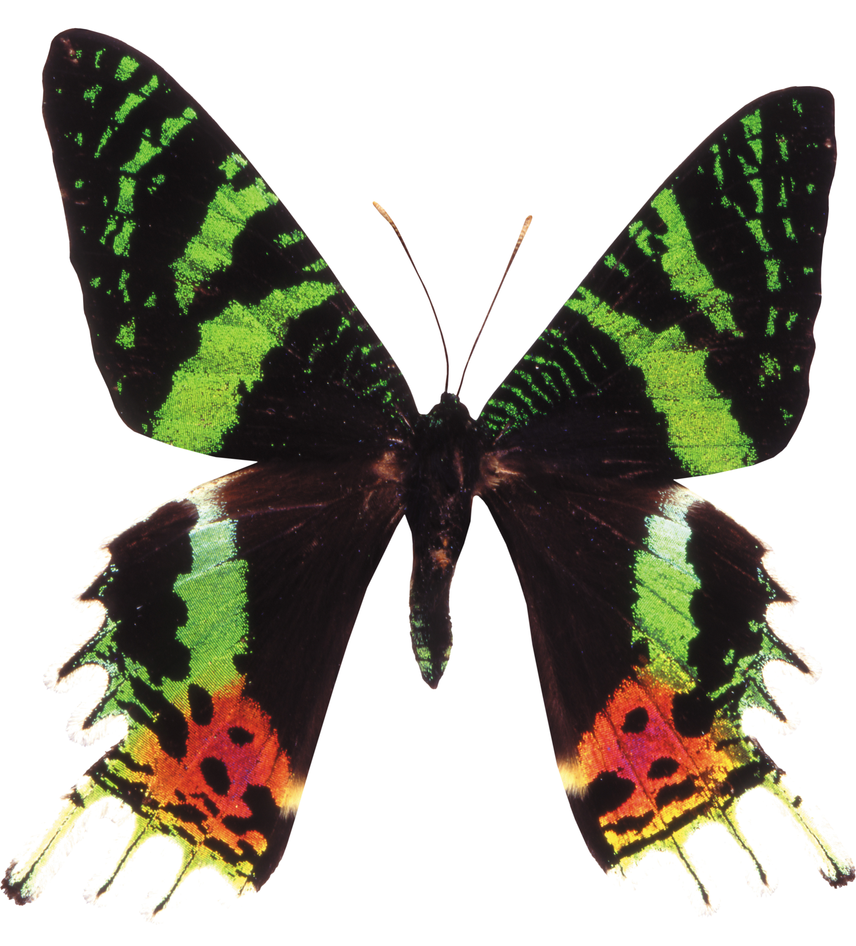 Группа насекомые бабочка. Papilio Blumei бабочка. Chrysiridia rhipheus. Парусник демолей Papilio demoleus. Парусник Блюме бабочка.