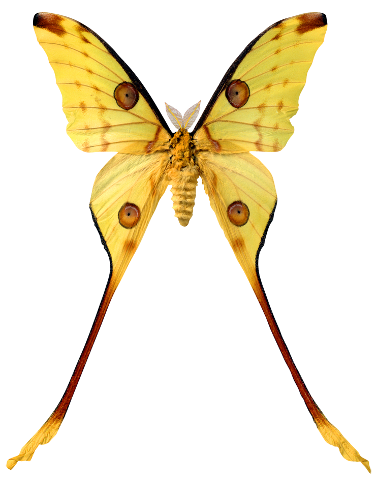 Бабочки с длинными крыльями