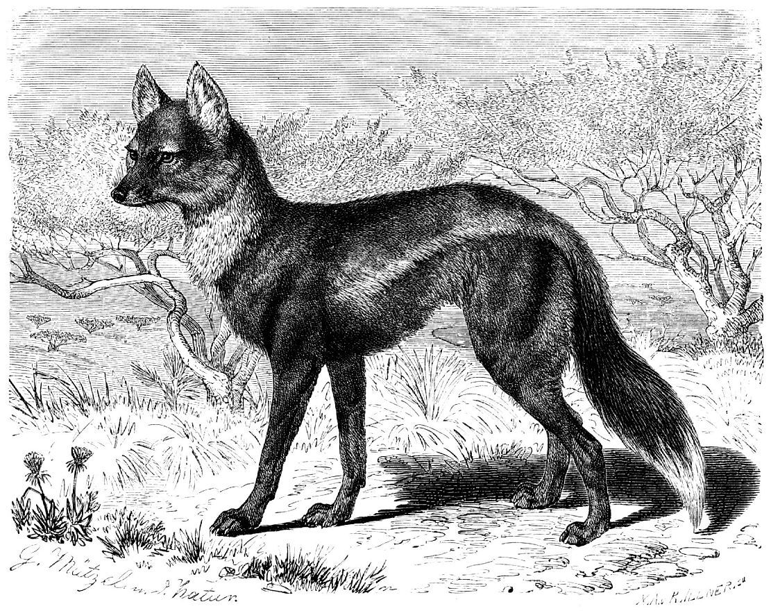 Canis lepophagus